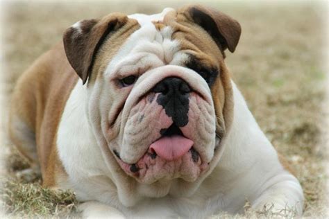 breed  uncommon bully breeds bullie post