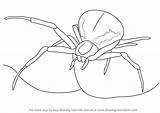 Spider Crab Draw Drawing Step Arachnids Tutorials sketch template