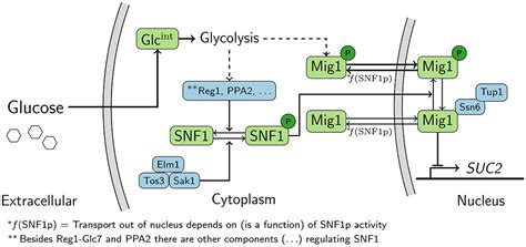 frontiers fine tuning  energy levels regulates suc   snf dependent feedback loop