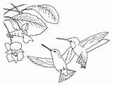 Ruby Throated Hummingbird Coloring sketch template