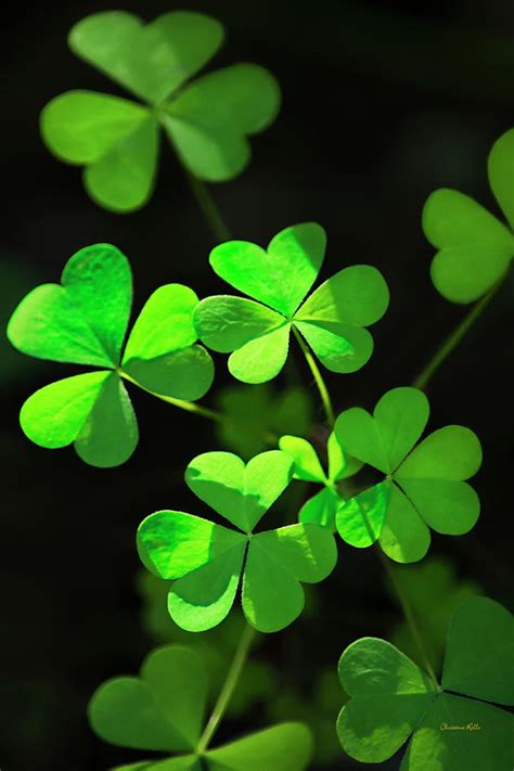 perfect green shamrock clovers photograph by christina rollo