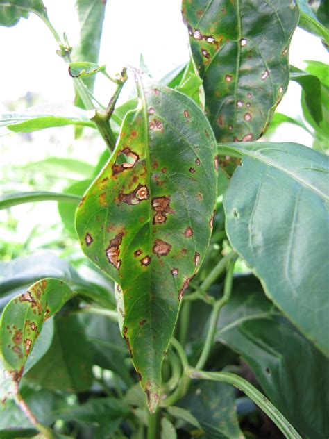 vegetable diseases   week  plant pest advisory