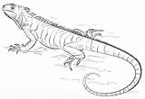 Iguana Parentune sketch template