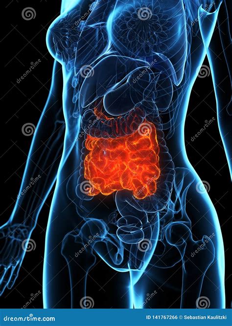 diseases small intestine stock illustration illustration  biology