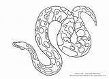 Python Clipart Burmese Ball Drawings Reptiles sketch template