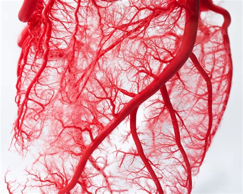 blood vessels signalling  neurones  nitric oxide