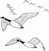 Goose Geese Flock Oie Designlooter Sauvage Adulte Oiseaux Tatouages Ius Cartoons Gooses sketch template