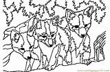 Fox Coloring Three Pages Printable Mammals sketch template
