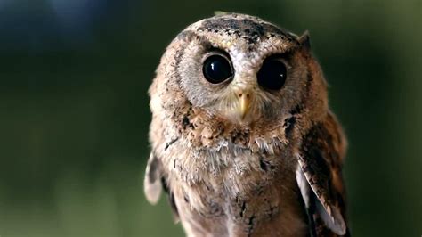 cute owl  sonicsolution  deviantart