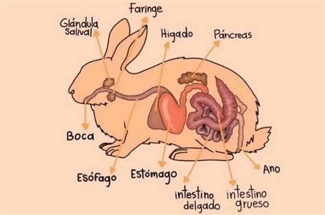 rabbit anatomy chart poster laminated ubicaciondepersonascdmxgobmx