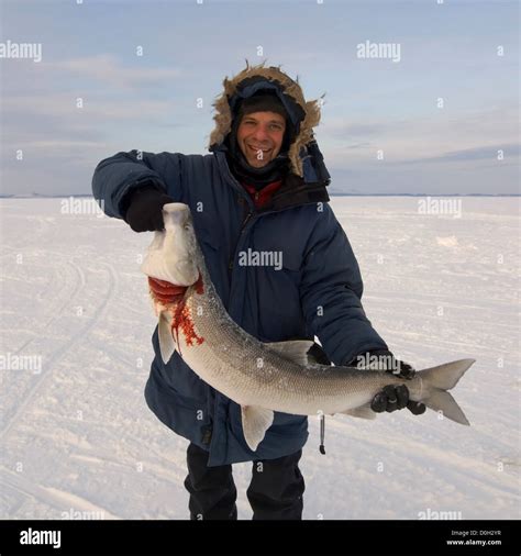 man holding large sheefish  res stock photography  images alamy