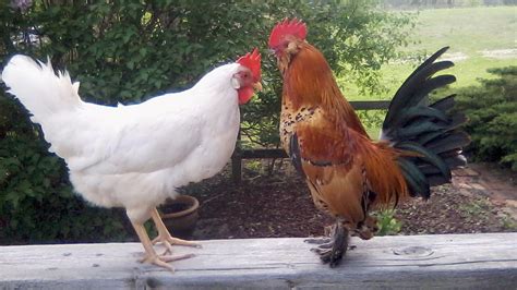 backyard chickens  giving tennesseans salmonella cdc