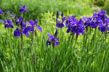 grow irises   plant   transplant