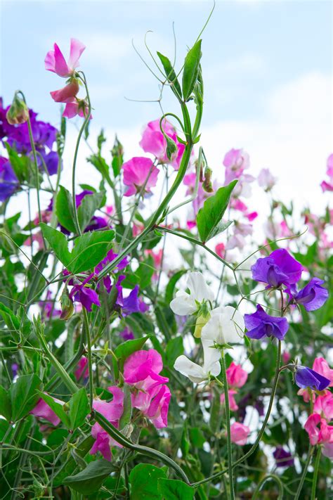 The Elusive Sweet Pea Will This Be The Year You Grow