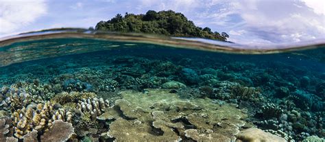Papua New Guinea Snorkeling Tour Coral Triangle Adventures