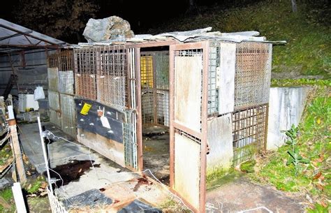 保護から20年、「ペッペ」と名付け育ててきたクマに襲われ…75歳の男性死亡 長野県松本市 News Wacoca Japan