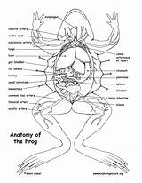 Frog Anatomy Diagram Labeling Dissection Pdf Animal Printing Resolution High Exploringnature sketch template