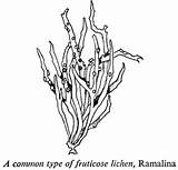 Lichen Fruticose Ramalina Common Type Govt Teara Nz sketch template