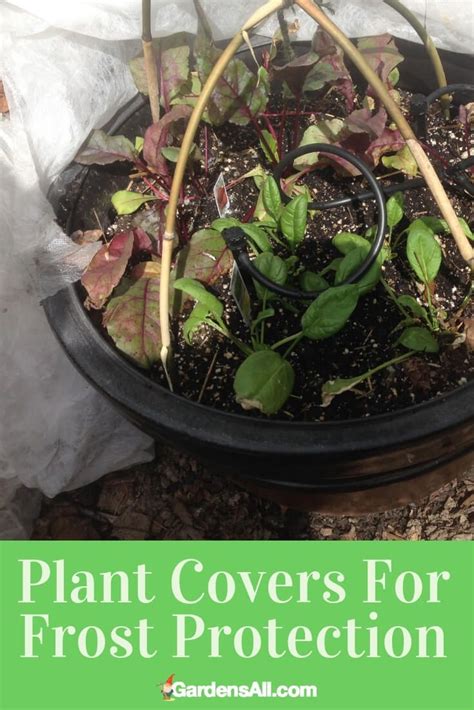 plant covers  frost protection gardensall plant covers plants edible landscaping