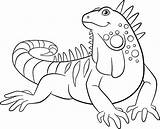 Iguana Coloring Pages Cute Vector Clip Kids Family Easy Illustrations Smiles Green Illustration Getdrawings Similar Istockphoto sketch template