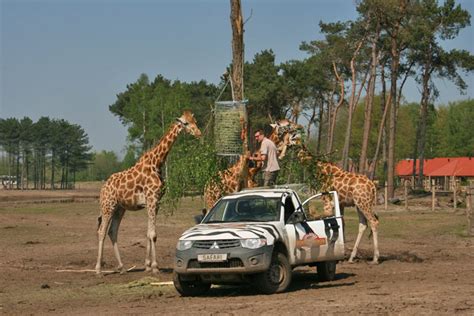 safari resort beekse bergen slapen tussen de wilde dieren