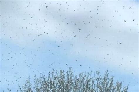 Terrifying Moment Thousands Of ‘giant Wasps’ Surround Brit