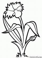 Coloring Cornflower Chaber Flower Kolorowanka Colorkid Lily Kolorowanki Designlooter 22kb 1000 Pages Flowers sketch template
