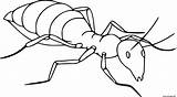 Fourmi Insecte Realiste sketch template