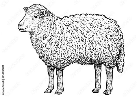sheep illustration drawing engraving ink  art vector stock