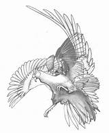 Pheasant Getdrawings Drawing Drawings sketch template