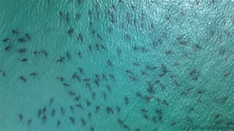 drone picture  sharks  florida drone hd wallpaper regimageorg