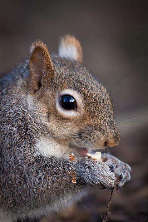 squirrel eating nut photograph  andrea tim photography