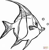 Coloring Fish Angelfish Tropical Pages Angel Clipart Outline Seaweed Drawing Cliparts Drawings Animal Printable Outlines Color Locust Marlin Fishs Flame sketch template
