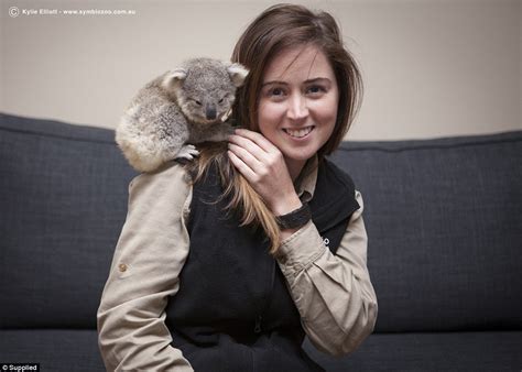 watch koala joey imogen munch on eucalyptus leaves in new video daily mail online