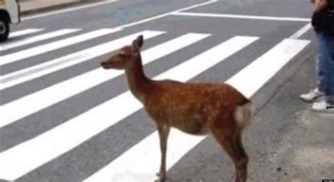 donna radio caller  deer crossing signs moved  deer wont