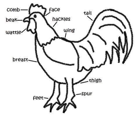 part   chicken diagram atchickensyou