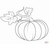 Pumpkin Line Drawing Printable Leaves Getdrawings Coloring sketch template
