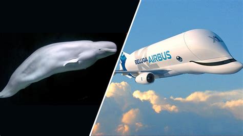 airbus plane   beluga whale   details  businesstoday