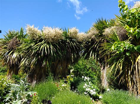 cabbage trees  full bloom guided garden tours