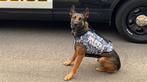 Donation Provides New Hope Police K9 Special Body Armor Youtube