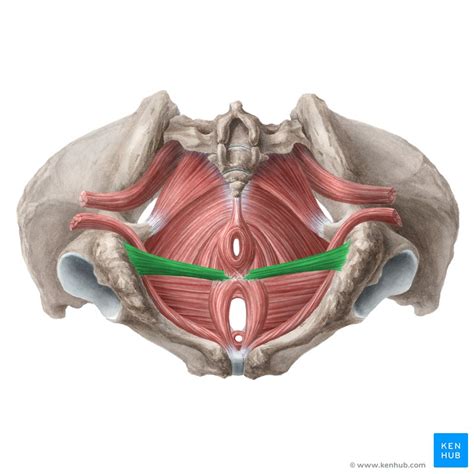 muscles of the pelvic floor anatomy and function kenhub