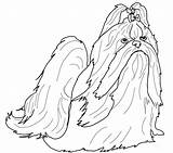 Tzu Shih Cachorro Desenho sketch template