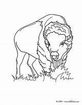 Bison Coloring Pages Animals Forest Color Wild Hellokids Sheets Animal Print Online sketch template