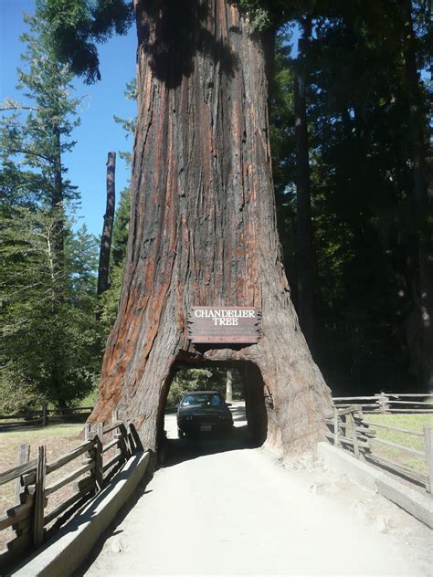 avenue   giants california redwoods great places california