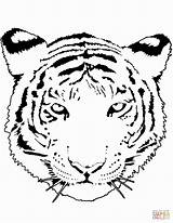 Tiger Coloring Cub Pages Cubs Getdrawings sketch template