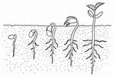 Plant Clipart Bean Germination Drawing Seme Colorare Schede Genocide Albero Sketchite Krui Cycles Isabel Zuppa Frutto sketch template
