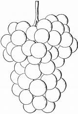 Grapes Coloring Grape Pages Color Kids Printables Hybrids Varieties Native Their Salem Very sketch template