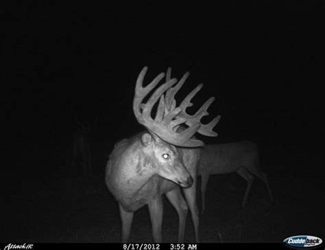 20 Monster Bucks Every Hunter Dreams Of Capturing On Trail Cam