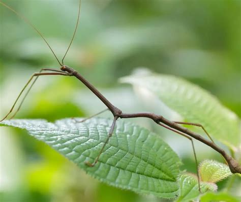 fun facts  kids  stick insect