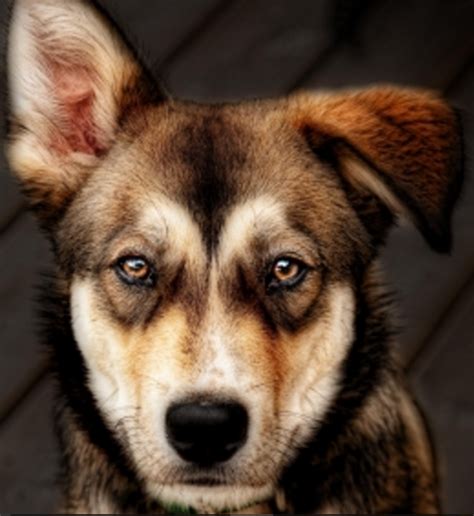 discovering dogs  stunning brown eyes dog discoveries